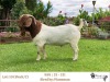 1X BOER GOAT FLOCK/C BUCK RIETKUIL BOERBOKSTOET