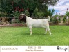 1X BOER GOAT FLOCK/C BUCK RIETKUIL BOERBOKSTOET