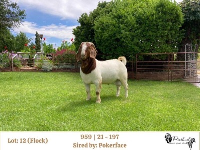 1X BOER GOAT FLOCK BUCK RIETKUIL BOERBOKSTOET