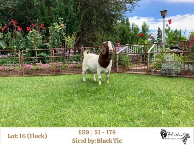 1X BOER GOAT FLOCK BUCK RIETKUIL BOERBOKSTOET