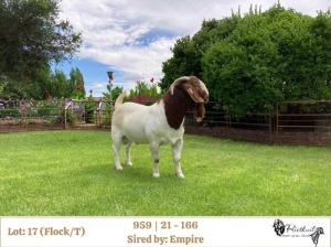 1X BOER GOAT FLOCK/T BUCK RIETKUIL BOERBOKSTOET