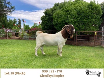 1X BOER GOAT FLOCK BUCK RIETKUIL BOERBOKSTOET