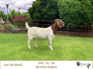 1X BOER GOAT STUD DOE RIETKUIL BOERBOKSTOET