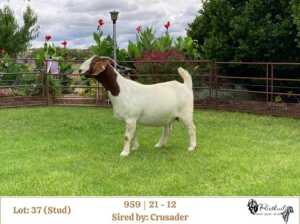 1X BOER GOAT STUD DOE RIETKUIL BOERBOKSTOET