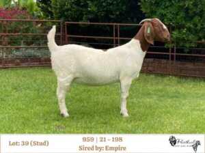 1X BOER GOAT STUD DOE RIETKUIL BOERBOKSTOET