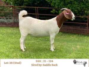 1X BOER GOAT STUD DOE RIETKUIL BOERBOKSTOET