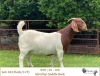 1X BOER GOAT FLOCK/C+T DOE RIETKUIL BOERBOKSTOET