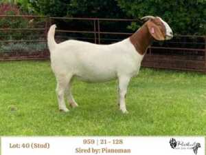 1X BOER GOAT STUD DOE RIETKUIL BOERBOKSTOET