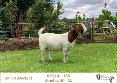 1X BOER GOAT FLOCK/C DOE RIETKUIL BOERBOKSTOET