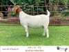 1X BOER GOAT FLOCK/C DOE RIETKUIL BOERBOKSTOET