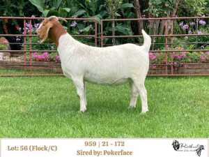 1X BOER GOAT FLOCK/C DOE RIETKUIL BOERBOKSTOET