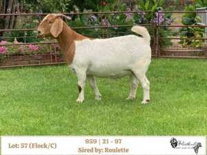 1X BOER GOAT FLOCK/C DOE RIETKUIL BOERBOKSTOET