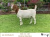 1X BOER GOAT FLOCK/C DOE RIETKUIL BOERBOKSTOET