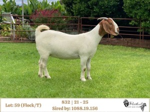 1X BOER GOAT FLOCK/T DOE RIETKUIL BOERBOKSTOET