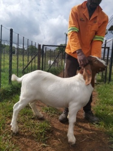 1X BOERBOK RAM BREKER BOERBOKSTOET