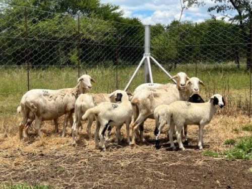 4+5X MEATMASTER OOI CA DU TOIT KEMPTON PARK (PTY)LTD (Pay per piece to take all)