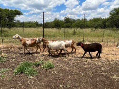 3+2X MEATMASTER OOI CA DU TOIT KEMPTON PARK (PTY)LTD (Pay per piece to take all)
