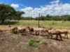 9X MEATMASTER OOI CA DU TOIT KEMPTON PARK (PTY)LTD (Pay per piece to take all) - 2