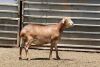 LOT 86 2X MEATMASTER OOI/EWE OLIVEBRANCH MEATMASTES(PER STUK OM LOT TE NEEM/PER PIECE TO TAKE THE LOT) - 3