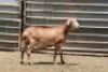 LOT 86 2X MEATMASTER OOI/EWE OLIVEBRANCH MEATMASTES(PER STUK OM LOT TE NEEM/PER PIECE TO TAKE THE LOT) - 3
