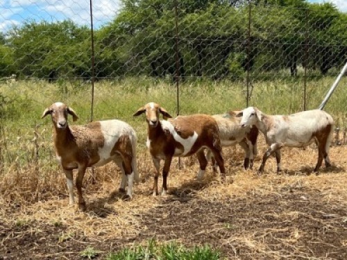 4X MEATMASTER OOI CA DU TOIT KEMPTON PARK (PTY)LTD (Pay per piece to take all)