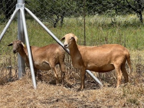 2X MEATMASTER OOI CA DU TOIT KEMPTON PARK (PTY)LTD (Pay per piece to take all)