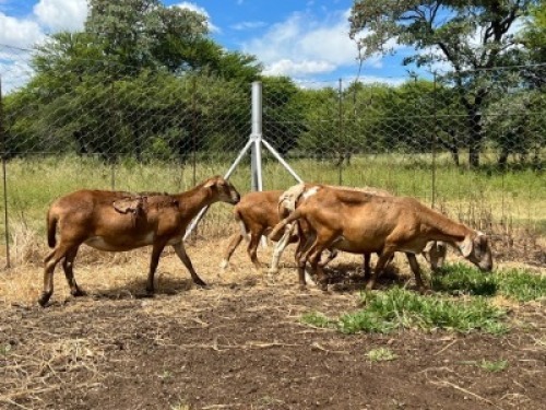 4X MEATMASTER OOI CA DU TOIT KEMPTON PARK (PTY)LTD (Pay per piece to take all)