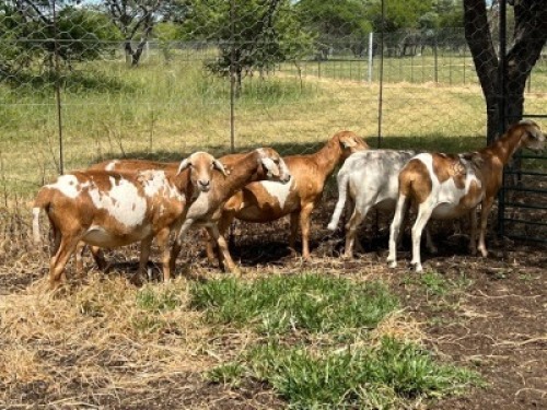 5X MEATMASTER OOI CA DU TOIT KEMPTON PARK (PTY)LTD (Pay per piece to take all)