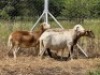 3X MEATMASTER OOI CA DU TOIT KEMPTON PARK (PTY)LTD (Pay per piece to take all)