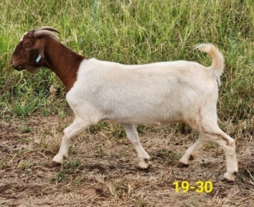 1X BOERBOK OOI SANDSTONE VALLEY