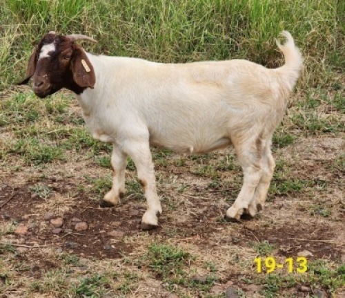 1X BOERBOK OOI SANDSTONE VALLEY