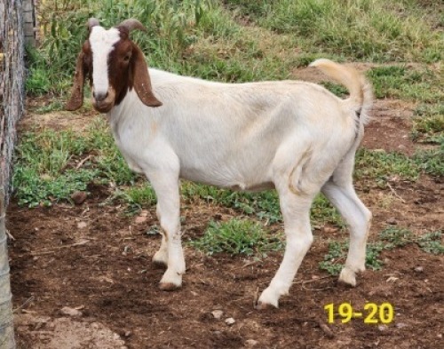 1X BOERBOK OOI SANDSTONE VALLEY