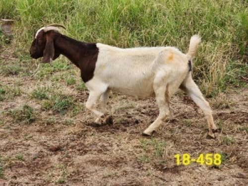 1X BOERBOK OOI SANDSTONE VALLEY