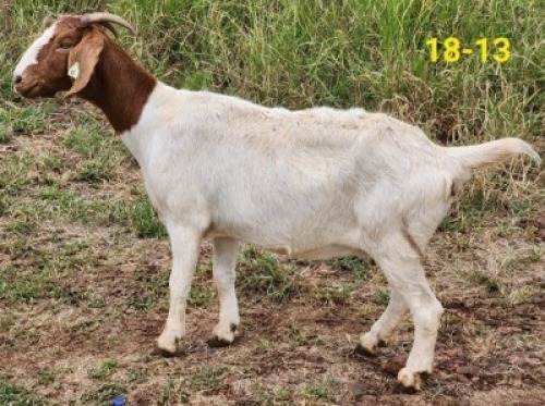 1X BOERBOK OOI SANDSTONE VALLEY