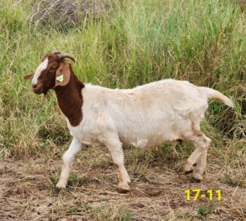 1X BOERBOK OOI SANDSTONE VALLEY