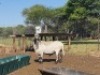 1X MEATMASTER RAM CA DU TOIT KEMPTON PARK (PTY)LTD