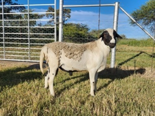 1X MEATMASTER RAM CA DU TOIT KEMPTON PARK (PTY)LTD