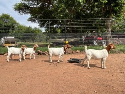 4X BOERBOK OOI HENCO SIEBERT (Pay per piece to take all)