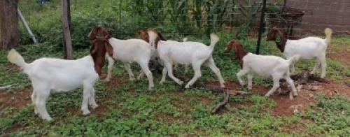 6X BOERBOK OOI MOGOHLO BOERBOKKE (Pay per piece to take all)