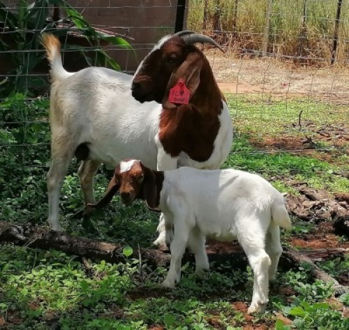 1+1X BOERBOK OOI MOGOHLO BOERBOKKE