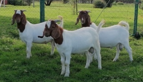1X BOERBOK RAM MOGOHLO BOERBOKKE 