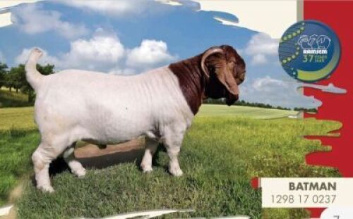 15X BOERBOK SEMEN&nbsp;(BATMAN) SANDSTONE VALLEY (Pay per piece to take the lot)