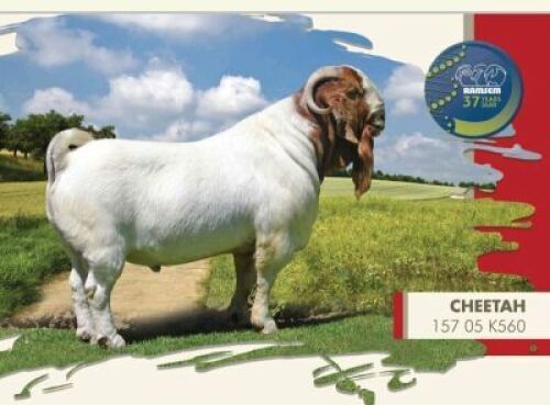 15 STRAWS X BOERBOK SEMEN (CHEETAH) SANDSTONE VALLEY(Pay per piece to take the lot)