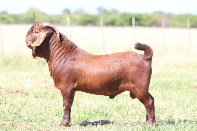 1X KALAHARI RED FLOCK BUCK ANTON & RICKUS BOTHMA