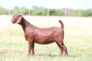 1X KALAHARI RED FLOCK DOE ANTON & RICKUS BOTHMA