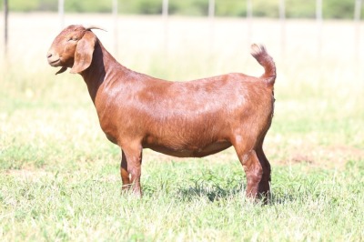 1X KALAHARI RED STUD DOE ANTON & RICKUS BOTHMA