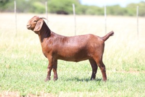 1X KALAHARI RED FLOCK DOE ANTON & RICKUS BOTHMA