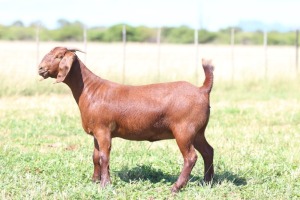 1X KALAHARI RED FLOCK DOE ANTON & RICKUS BOTHMA