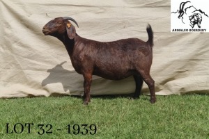 1X KALAHARI RED PREGNANT STUD DOE ARMALEO BOERDERY