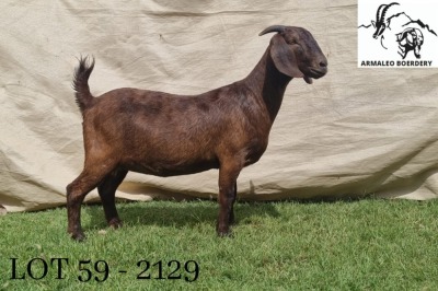 1X KALAHARI RED FLOCK DOE ARMALEO BOERDERY